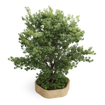 Kit de bordure d'arbre en bois haut / 2.42 x 2.25 x 0.55m