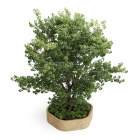 Kit de bordure d'arbre en bois haut / 2.42 x 2.25 x 0.55m